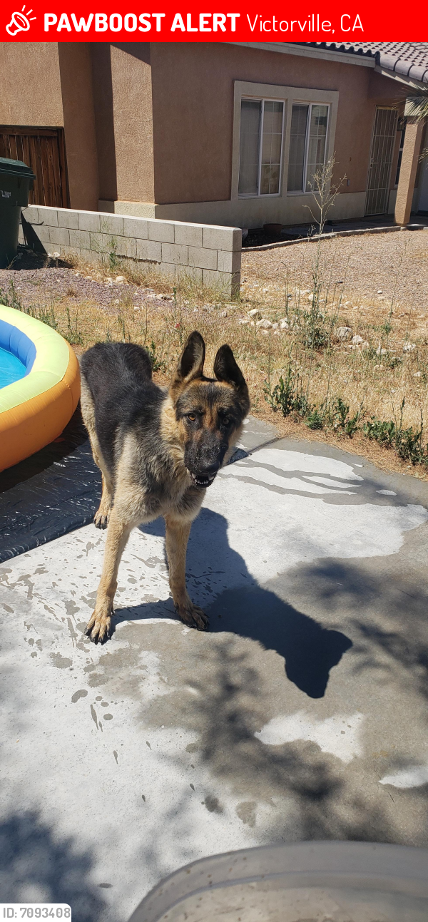 Lost Male Dog in Victorville, CA 92394 Named Found (ID 7093408) PawBoost