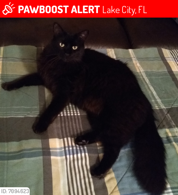 Lost Male Cat last seen Professional Glen and South Marion Avenue Lake City, Florida, Lake City, FL 32055