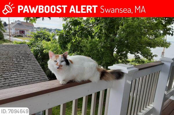 Lost Female Cat in Swansea, MA 02777 Named Sasha (ID: 7094649) | PawBoost