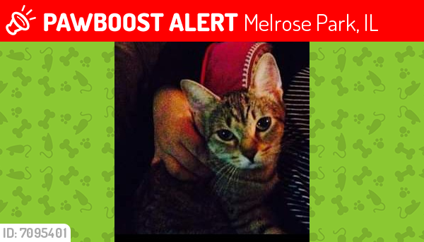 Lost Female Cat last seen Concord 1st ave, Melrose Park, IL 60160