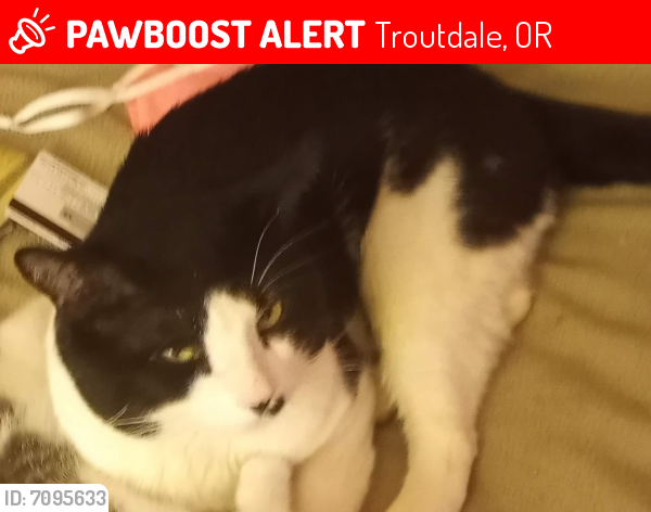 Lost Male Cat last seen Multnomah County Animal Shelter, Troutdale, OR 97060