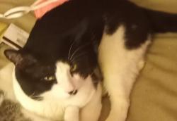 Lost Male Cat last seen Multnomah County Animal Shelter, Troutdale, OR 97060