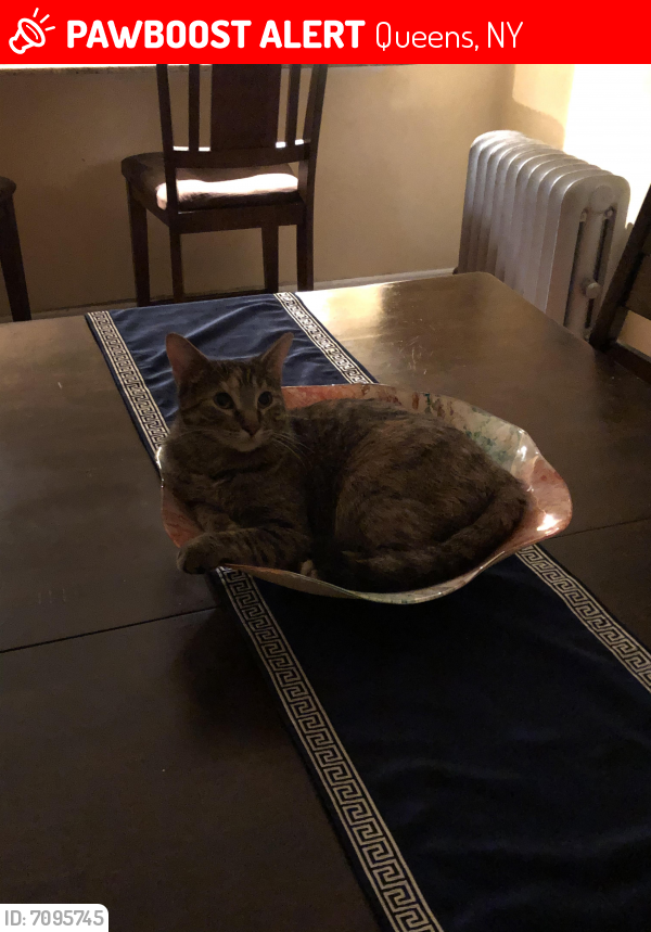 Lost Female Cat in Queens, NY 11423 Named Xion (ID 7095745) PawBoost