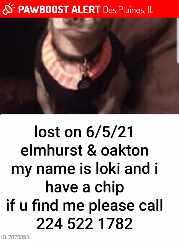 Lost Male Dog in Des Plaines, IL 60018 Named Loki (ID 7073393) PawBoost