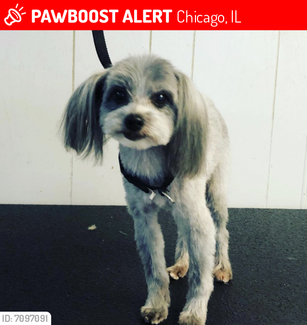 Lost Female Dog last seen Neenah/Roscoe Street, Chicago, IL 60634