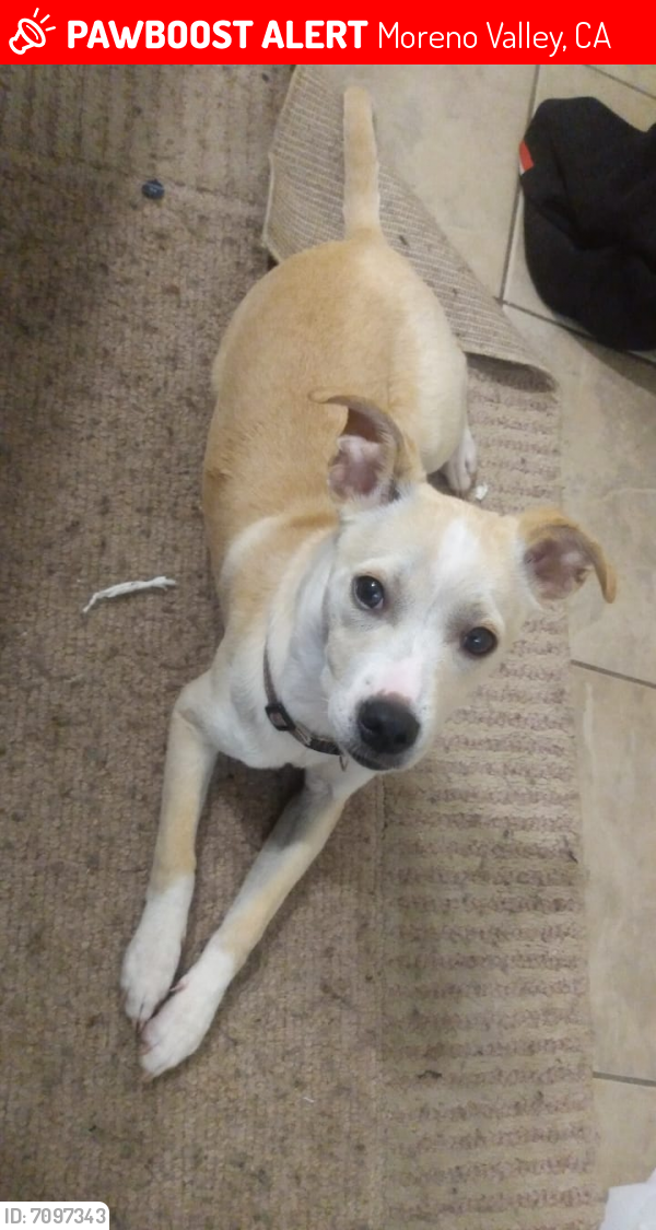 Lost Female Dog in Moreno Valley, CA 92557 Named Roxie (ID 7097343