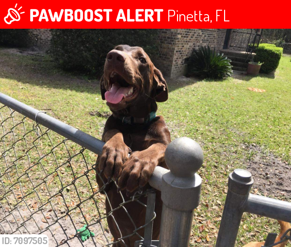 Lost Male Dog last seen Florida/Georgia state line, Pinetta, FL 32350