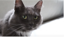 Lost Female Cat last seen Cambridge / Belmont Border, Cambridge, MA 02138