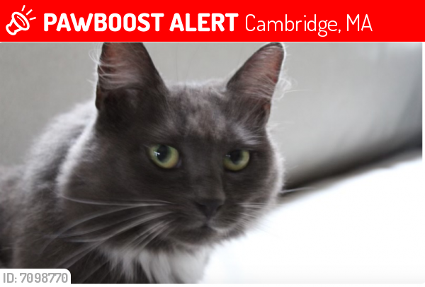 Lost Female Cat last seen Cambridge / Belmont Border, Cambridge, MA 02138