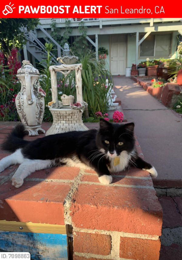 Lost Male Cat last seen Sol Street and Luna Avenue, San Leandro, CA 94578