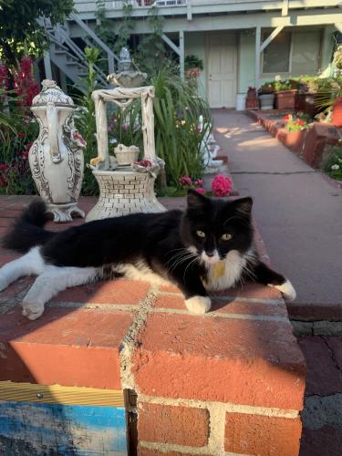 Lost Male Cat last seen Sol Street and Luna Avenue, San Leandro, CA 94578