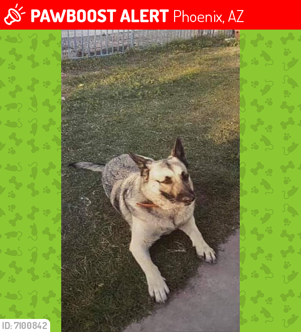 Lost Female Dog last seen 19th ave and grant, Phoenix, AZ 85009