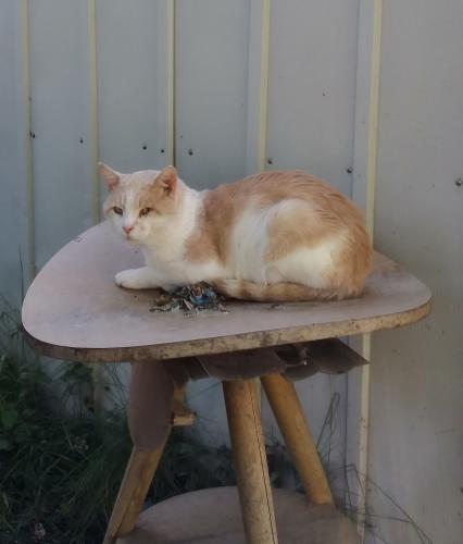 Lost Male Cat last seen Eastern Dr. Mobile hmes, Gridley, IL 61744