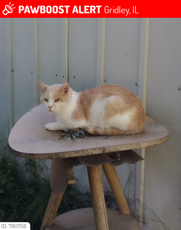 Lost Male Cat last seen Eastern Dr. Mobile hmes, Gridley, IL 61744