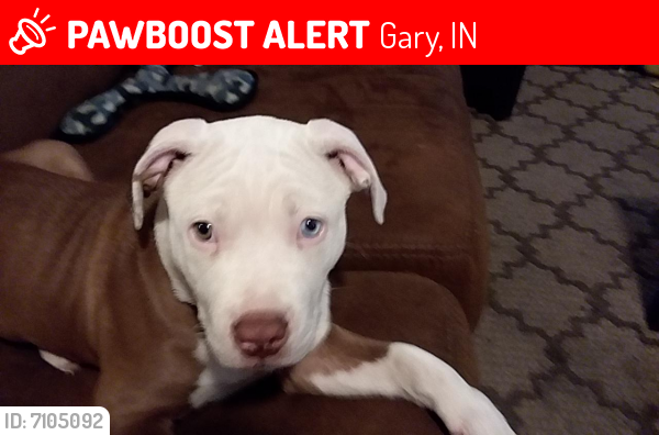 Lost Female Dog last seen 25th avenue & Clark road Gary indiana, Gary, IN 46406