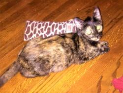 Lost Female Cat last seen Earl Ct./ Batchelor St., West Columbia, SC 29169