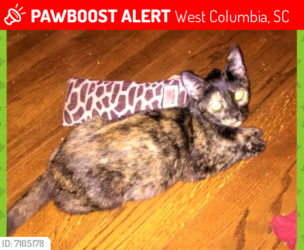 Lost Female Cat last seen Earl Ct./ Batchelor St., West Columbia, SC 29169