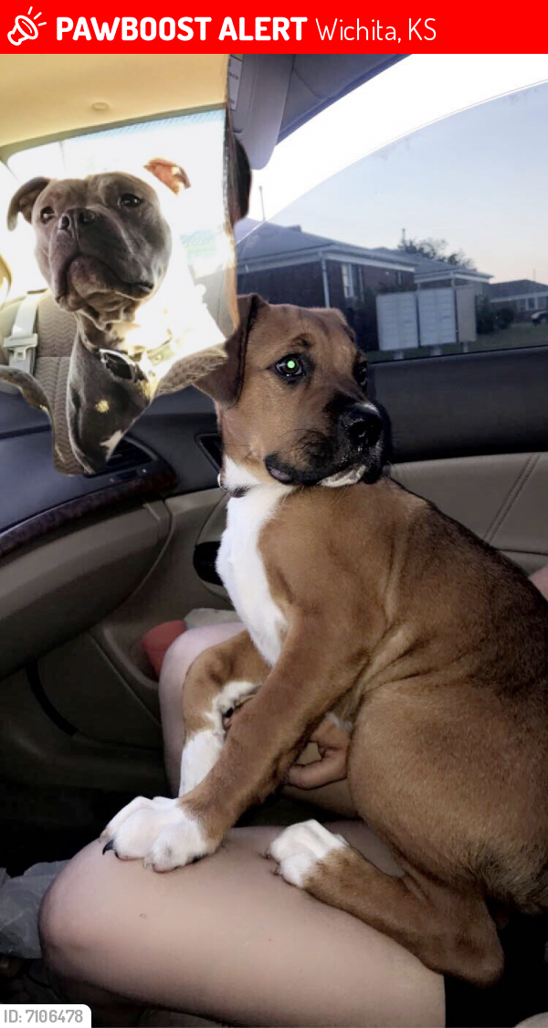Lost Male Dog last seen Mt Vernon and Drollinger St, Wichita, KS 67218