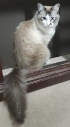 Lost Male Cat last seen Rua Japão - próximo escola Florestan Fernandes , Morada do Sol, SP 13470-300
