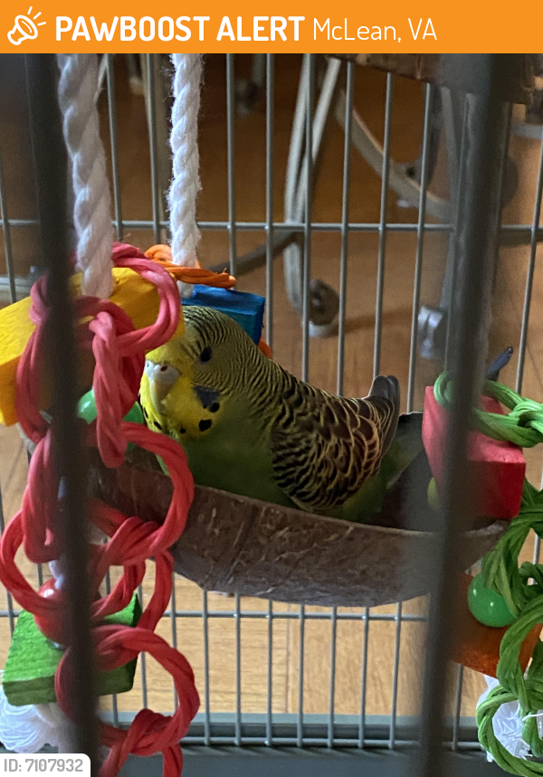 Found/Stray Unknown Bird last seen Kennedy drive, mclean chase apmts, McLean, VA 22043