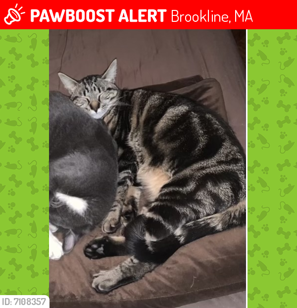 Lost Male Cat last seen Unknown, Brookline, MA 02445