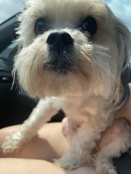 Reunited Female Dog last seen Near Teaneck Dr, Houston, TX 77089
