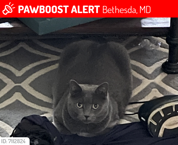Lost Female Cat last seen Gretna Street, Bethesda, Bethesda, MD 20814
