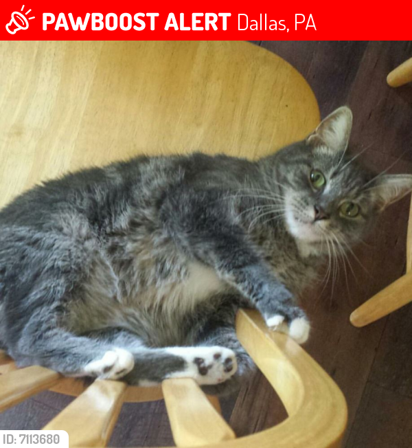 Dallas PA Lost Female Cat Smokie Is Missing PawBoost