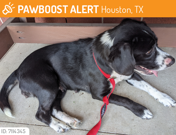 Found/Stray Female Dog last seen E Fallen Bough, Westbranch subdivisionion, Houston, TX 77041