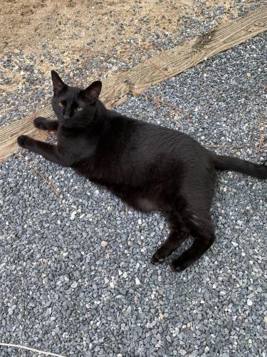 Lost Male Cat last seen Fort Wilderness Campground, 2000 loop, Bay Lake, FL 32836