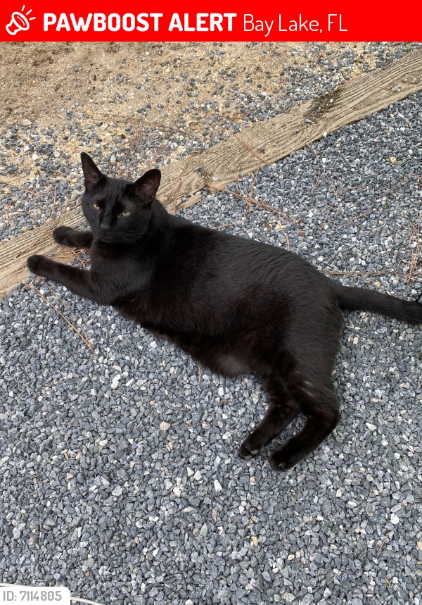 Lost Male Cat last seen Fort Wilderness Campground, 2000 loop, Bay Lake, FL 32836