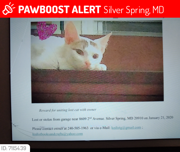 Lost Male Cat last seen 2nd Avenue Silver Spring, MD, Silver Spring, MD 20910