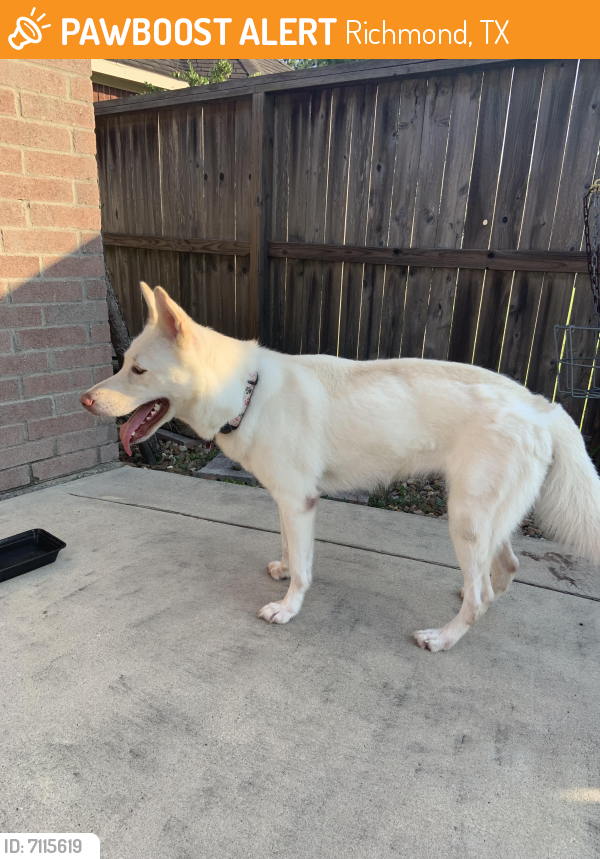Rehomed Female Dog last seen Brazos Trace & Carta Valley, Richmond, TX 77469