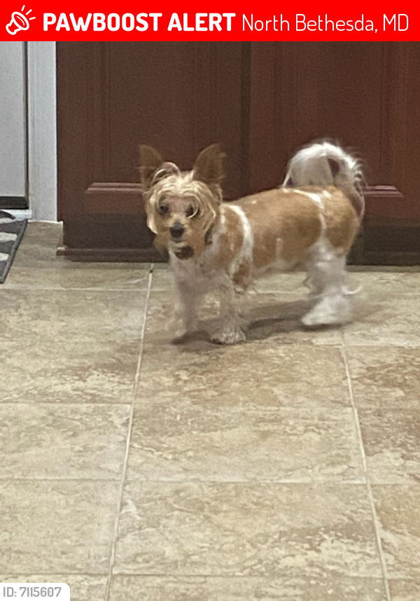 Deceased Male Dog last seen Stickley Road and Otis Drive, North Bethesda, MD 20852
