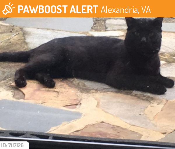 Found/Stray Unknown Cat last seen N. Early and Taney Ave off Duke Street, Alexandria, VA 22304