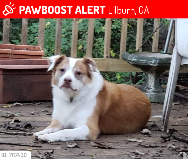 Lost Male Dog last seen Lawrenceville Hwy, Lilburn near Lilburn Middle School, Lilburn, GA 30047