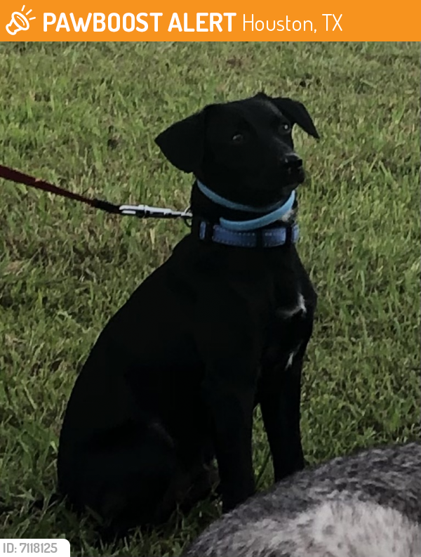 Found/Stray Male Dog last seen Near sagedowne lane, Houston, TX 77089