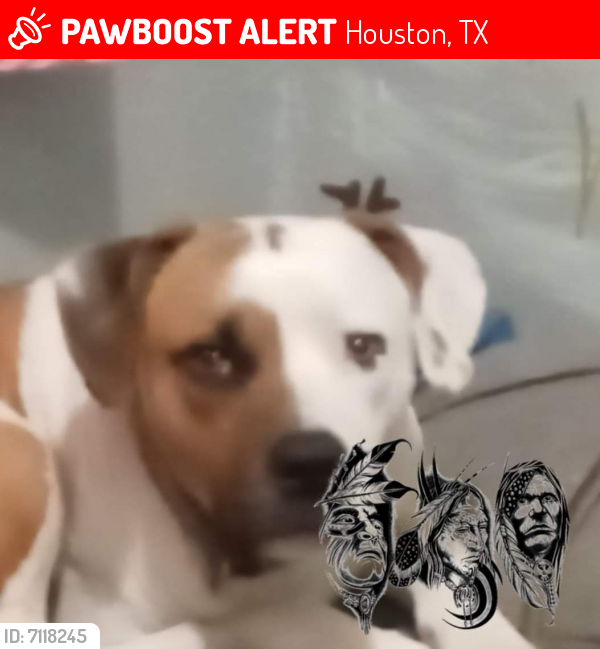 Lost Male Dog last seen Choate Circle, Houston, TX 77017