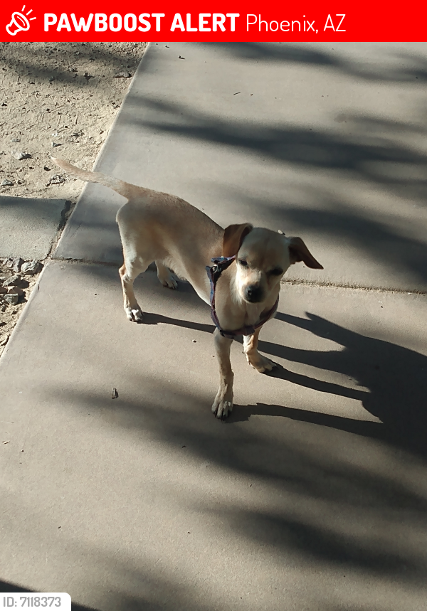 Lost Female Dog last seen 44th st and van Buren, Phoenix, AZ 85003