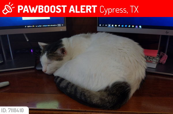 Lost Male Cat last seen Grant &Louetta/Spring-Cypress, Cypress, TX 77429