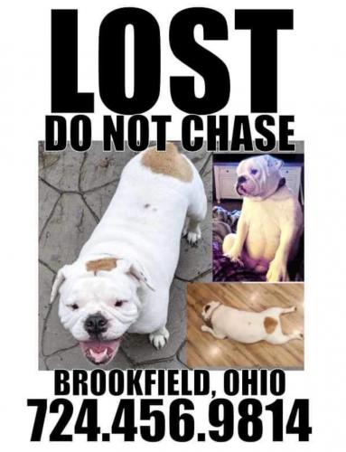Lost Female Dog last seen Route 7 and Richard Drive, Brookfield Township, OH 44403