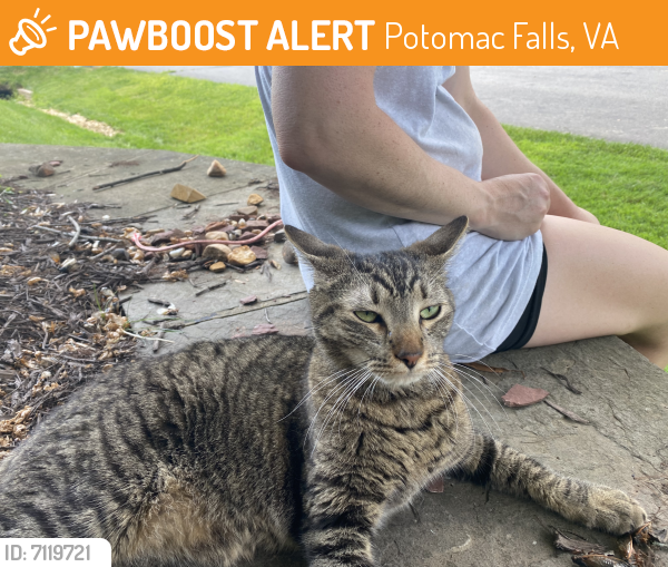 Found/Stray Male Cat last seen Algonkian Parkway, Potomac Falls, VA 20165