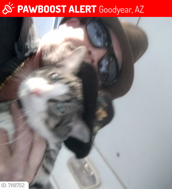 Lost Male Cat last seen Yuma & Sarival in Goodyear, Goodyear, AZ 85338