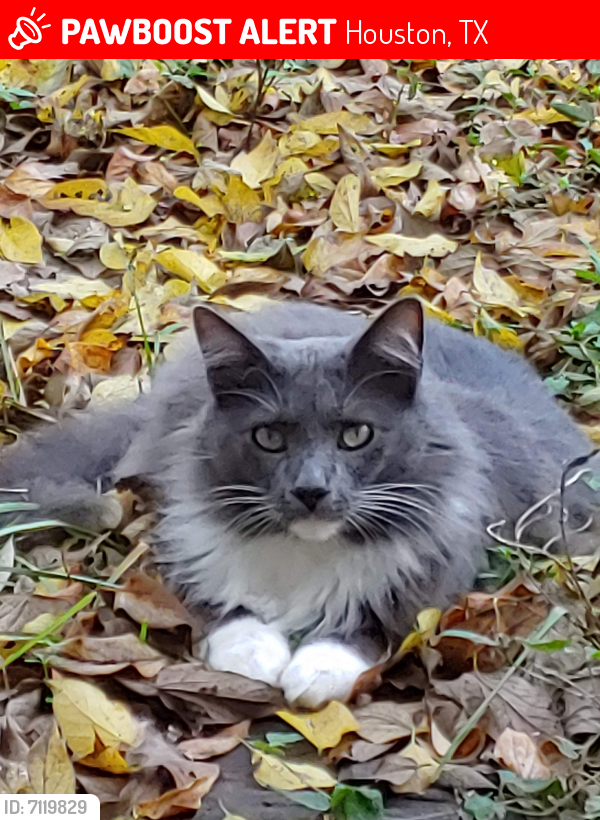 Lost Male Cat last seen South Richmond & Richmond, Houston, TX 77082