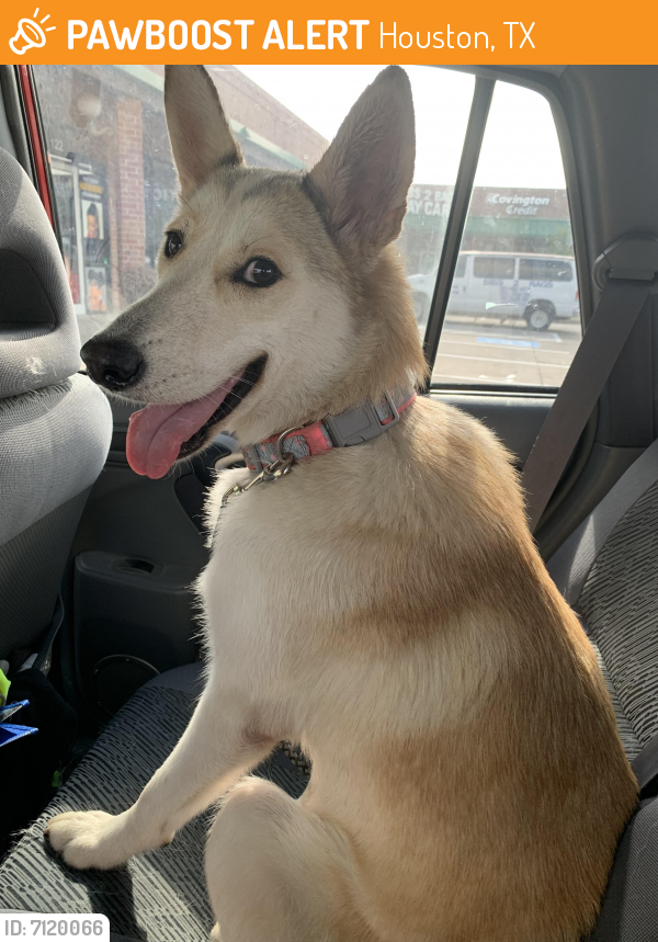 Surrendered Female Dog last seen Parque at bellaire apmts , Houston, TX 77072
