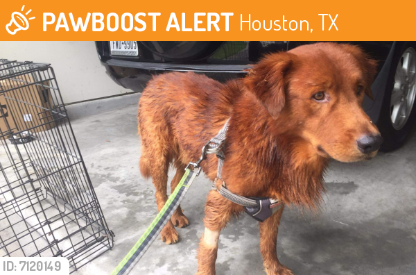 Surrendered Male Dog last seen 45N and scott, Houston, TX 77204