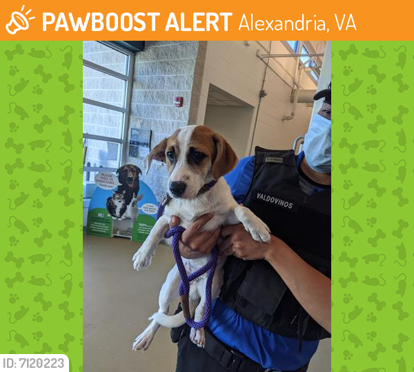 Found/Stray Male Dog last seen Alexandria VA, Alexandria, VA 22314