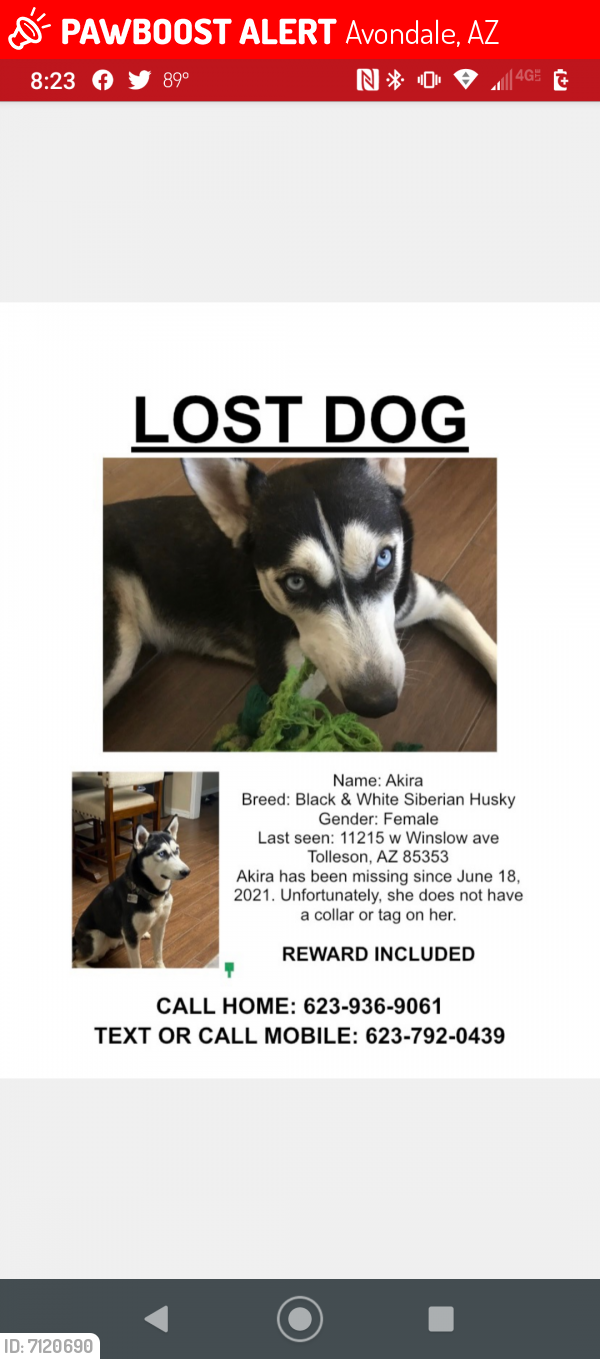 Lost Female Dog last seen Avondale Blvd and Lower Buckeye , Avondale, AZ 85353