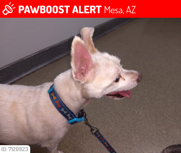 Deceased Male Dog last seen Near w Mclellan Mesa, AZ, Mesa, AZ 85201