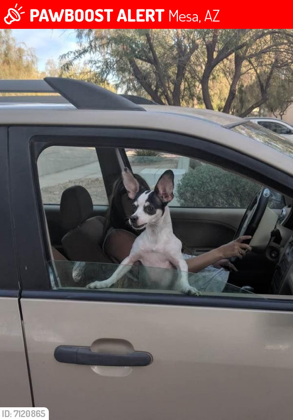 Lost Male Dog last seen Baseline and signal butte , Mesa, AZ 85209